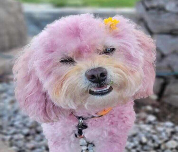 Pet Friendly at Tiny Town Orlando Pet Friendly at Tiny Town Orlando